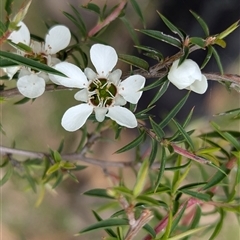 Leptospermum continentale at Carabost, NSW - 5 Dec 2024 02:43 PM