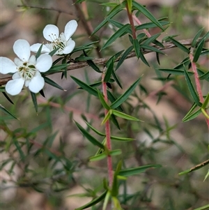 Leptospermum continentale at Carabost, NSW - 5 Dec 2024 02:43 PM