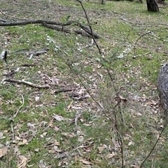 Leptospermum continentale at Carabost, NSW - 5 Dec 2024 02:43 PM