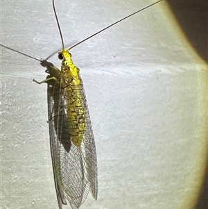 Italochrysa insignis at Ainslie, ACT - 27 Dec 2024 10:00 PM