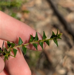 Acacia gunnii at Coppabella, NSW - 6 Dec 2024 09:34 AM