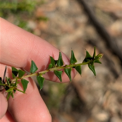 Acacia gunnii (Ploughshare Wattle) at Coppabella, NSW - 5 Dec 2024 by Darcy