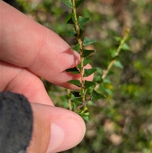 Acacia gunnii at Coppabella, NSW - 6 Dec 2024 09:34 AM