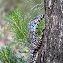 Varanus varius (Lace Monitor) at Coppabella, NSW - 6 Dec 2024 by Darcy