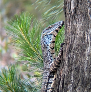 Varanus varius at Coppabella, NSW - suppressed