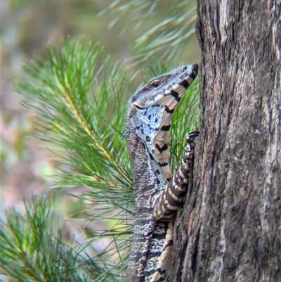 Varanus varius (Lace Monitor) at Coppabella, NSW - 6 Dec 2024 by Darcy