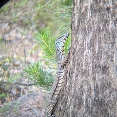 Varanus varius at Coppabella, NSW - suppressed