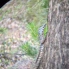 Varanus varius at Coppabella, NSW - suppressed
