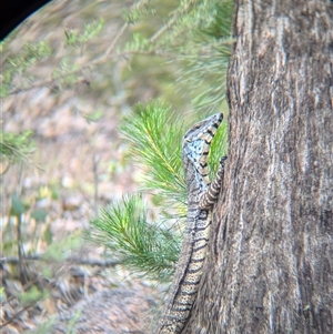 Varanus varius at Coppabella, NSW - suppressed