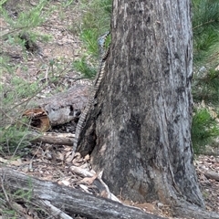 Varanus varius at Coppabella, NSW - suppressed