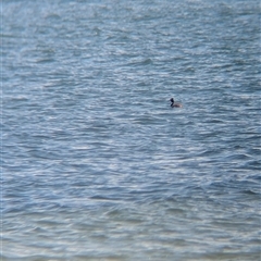 Podiceps cristatus (Great Crested Grebe) at Saint Kilda West, VIC - 13 Dec 2024 by Darcy