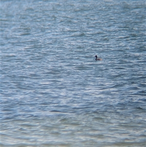 Podiceps cristatus at Saint Kilda West, VIC - 13 Dec 2024 12:35 PM