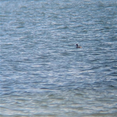 Podiceps cristatus (Great Crested Grebe) at Saint Kilda West, VIC - 13 Dec 2024 by Darcy