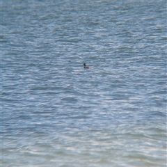 Podiceps cristatus at Saint Kilda West, VIC - 13 Dec 2024 12:35 PM