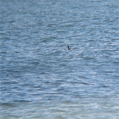Podiceps cristatus at Saint Kilda West, VIC - 13 Dec 2024 12:35 PM