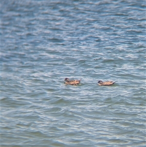 Anas gracilis at St Kilda, VIC - 13 Dec 2024 12:37 PM