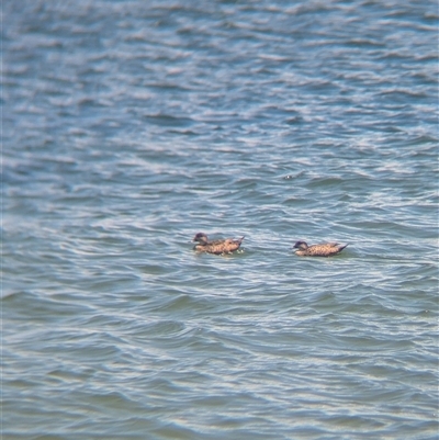 Anas gracilis (Grey Teal) at St Kilda, VIC - 13 Dec 2024 by Darcy