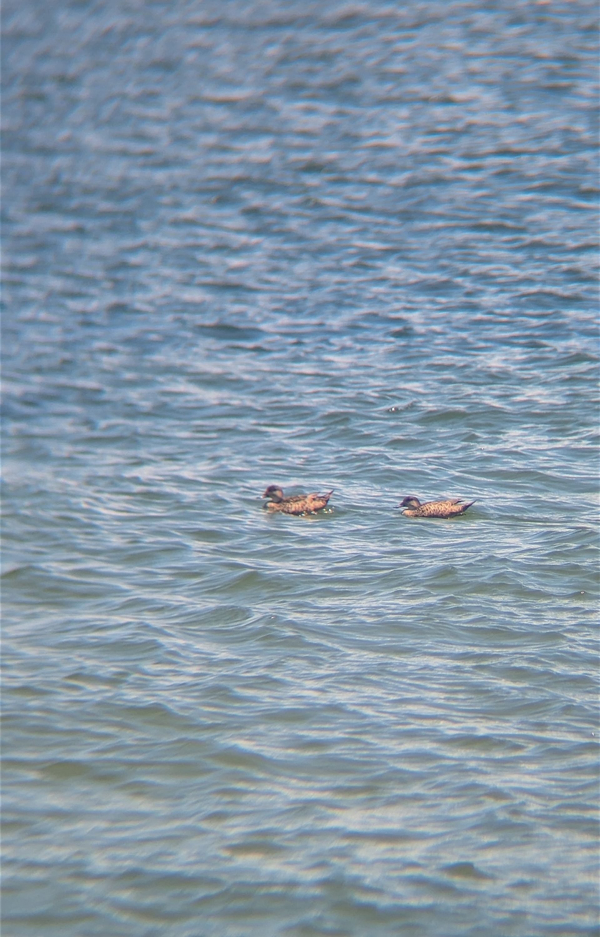 Anas gracilis at St Kilda, VIC - 13 Dec 2024 12:37 PM