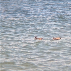 Anas gracilis at St Kilda, VIC - 13 Dec 2024 12:37 PM