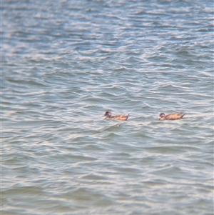 Anas gracilis at St Kilda, VIC - 13 Dec 2024 12:37 PM