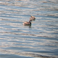 Poliocephalus poliocephalus (Hoary-headed Grebe) at St Kilda, VIC - 13 Dec 2024 by Darcy