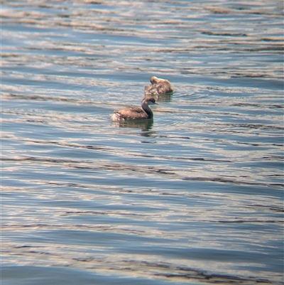 Poliocephalus poliocephalus (Hoary-headed Grebe) at St Kilda, VIC - 13 Dec 2024 by Darcy