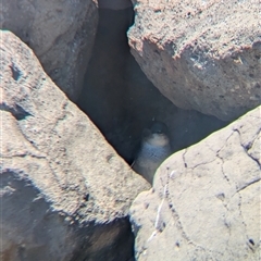 Eudyptula minor (Little Penguin) at St Kilda, VIC - 13 Dec 2024 by Darcy