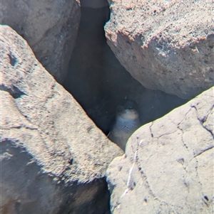 Eudyptula minor at St Kilda, VIC - suppressed