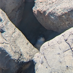 Eudyptula minor at St Kilda, VIC - suppressed