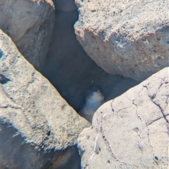 Eudyptula minor at St Kilda, VIC - suppressed