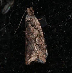 Clarana atristrigana (A Tortricid moth (Tortricinae)) at Freshwater Creek, VIC - 23 Apr 2020 by WendyEM