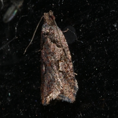 Clarana atristrigana (A Tortricid moth (Tortricinae)) at Freshwater Creek, VIC - 23 Apr 2020 by WendyEM
