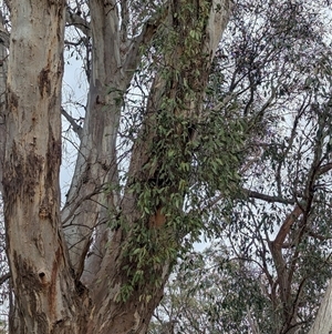 Muellerina eucalyptoides at Gelston Park, NSW - suppressed