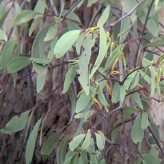 Muellerina eucalyptoides at Gelston Park, NSW - suppressed