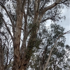 Muellerina eucalyptoides at Gelston Park, NSW - suppressed