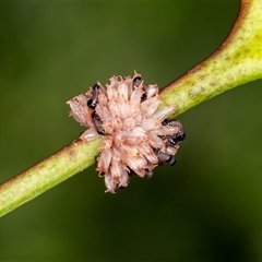 Paropsis atomaria (Eucalyptus leaf beetle) at Higgins, ACT - 11 Dec 2024 by AlisonMilton