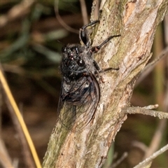 Atrapsalta furcilla at Acton, ACT - 11 Dec 2024 by AlisonMilton