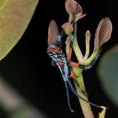 Amorbus robustus (Eucalyptus Tip-wilter Bug) at Gungahlin, ACT - 12 Dec 2024 by AlisonMilton