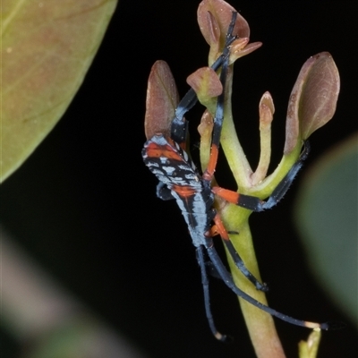 Amorbus sp. (genus) at Gungahlin, ACT - 11 Dec 2024 by AlisonMilton