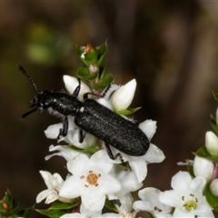 Eleale simplex (Clerid beetle) at Acton, ACT - 11 Dec 2024 by AlisonMilton