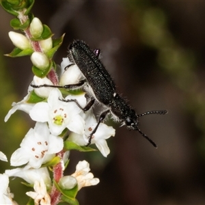 Eleale simplex at Acton, ACT - 11 Dec 2024 10:03 AM