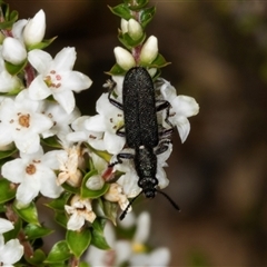 Eleale simplex at Acton, ACT - 11 Dec 2024 10:03 AM