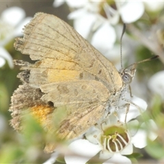 Unidentified Blue or Copper (Lycaenidae) at Tharwa, ACT - 5 Jan 2025 by Harrisi