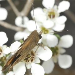 Paralucia aurifera at Tharwa, ACT - 5 Jan 2025