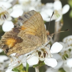 Paralucia aurifera at Tharwa, ACT - 5 Jan 2025