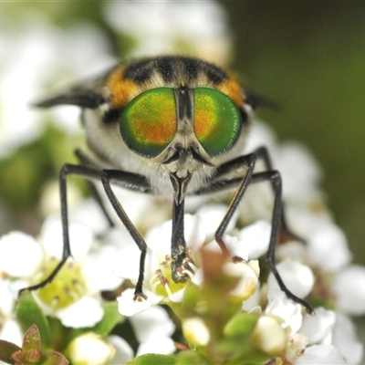 Scaptia (Scaptia) auriflua (A flower-feeding march fly) at Tharwa, ACT - 5 Jan 2025 by Harrisi