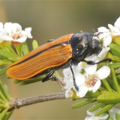 Castiarina rufipennis (Jewel beetle) at Tharwa, ACT - 5 Jan 2025 by Harrisi