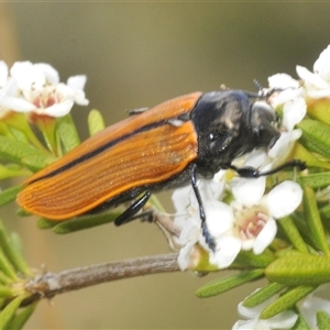 Castiarina rufipennis at Tharwa, ACT - 5 Jan 2025