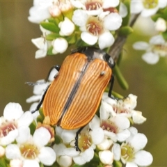 Castiarina rufipennis at Tharwa, ACT - 5 Jan 2025