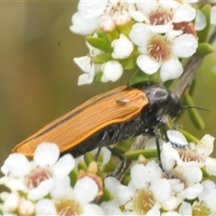 Castiarina rufipennis at Tharwa, ACT - 5 Jan 2025